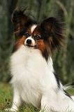 EPAGNEUL PAPILLON 022